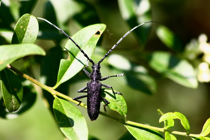 Cermbyx scopoli ?